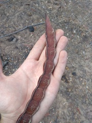 Anadenanthera colubrina cebil