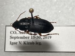 Harpalus pensylvanicus