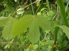 Passiflora tarapotina