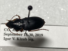 Harpalus pensylvanicus