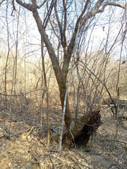 Commiphora leptophloeos