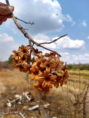 Cordia glabrata