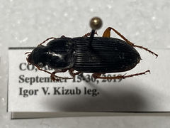 Harpalus pensylvanicus