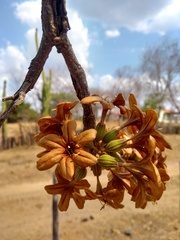 Cordia glabrata