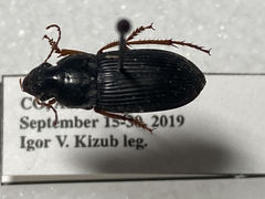 Harpalus pensylvanicus