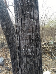 Cordia glabrata