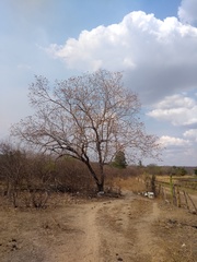 Cordia glabrata