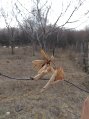 Cordia incognita