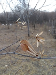 Cordia incognita