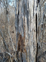 Handroanthus spongiosus