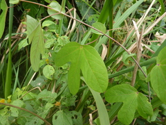 Passiflora tarapotina