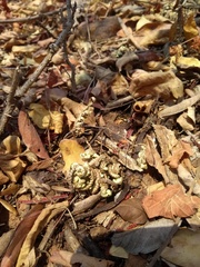 Selaginella convoluta