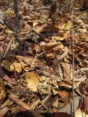 Selaginella convoluta