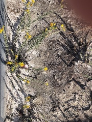 Chrysopsis floridana