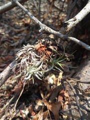 Tillandsia loliacea