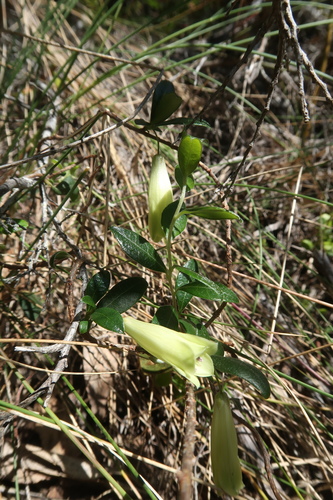 Billardiera ovalis (Billardiera ovalis)