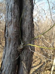 Trichocentrum caatingaense