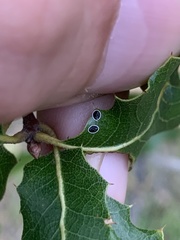 Tetraleurodes perileuca