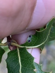 Tetraleurodes perileuca