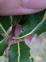 Tetraleurodes perileuca