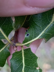 Tetraleurodes perileuca