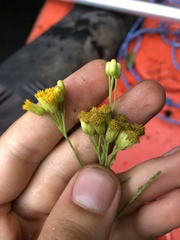 Tropical Bush (Neurolaena)