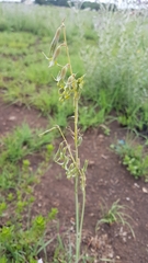 Dipcadi ciliare