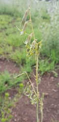 Dipcadi ciliare