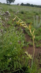 Dipcadi ciliare