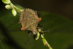 Euschistus cornutus