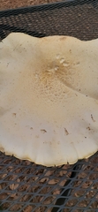 Pleurotus levis
