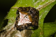 Verrucosa meridionalis