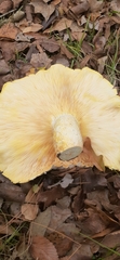 Pleurotus levis
