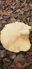 Pleurotus levis