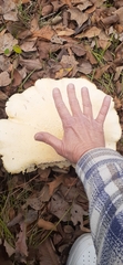 Pleurotus levis