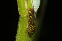 Aulacizes conspersa