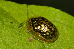 Cteisella confusa