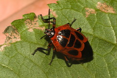 Oplomus catena
