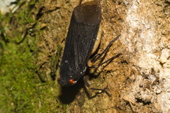 Acraephia perspicillata