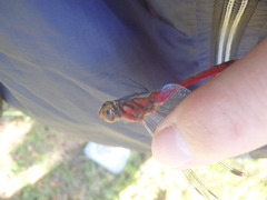 Sympetrum darwinianum