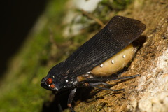 Acraephia perspicillata