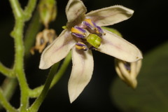 Solanum diploconos