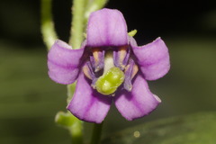 Solanum diploconos