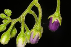 Solanum diploconos