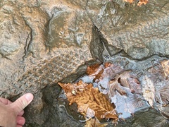 Lepidodendron