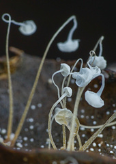Mycena quercus-ilicis