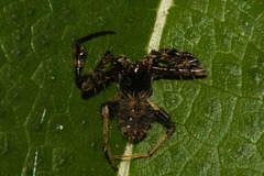 Verrucosa scapofracta