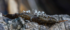 Mycena quercus-ilicis