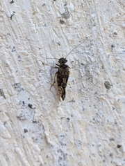 Myopsocus eatoni