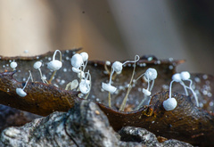 Mycena quercus-ilicis